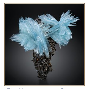 1-year NEW subscription for institutions and companies